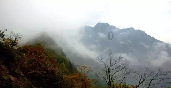 泡沫森林